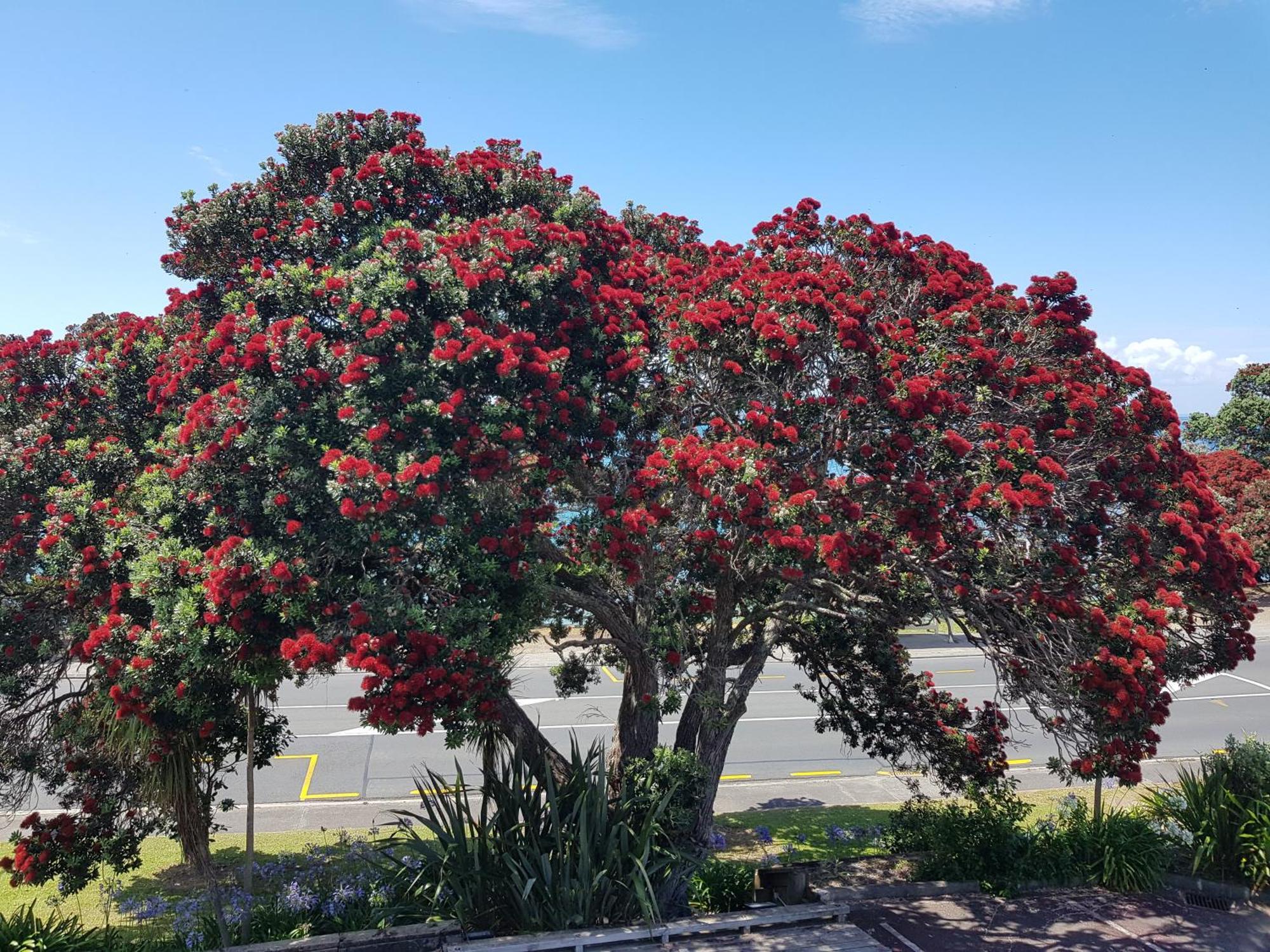 Whangaparaoa Lodge Eksteriør bilde
